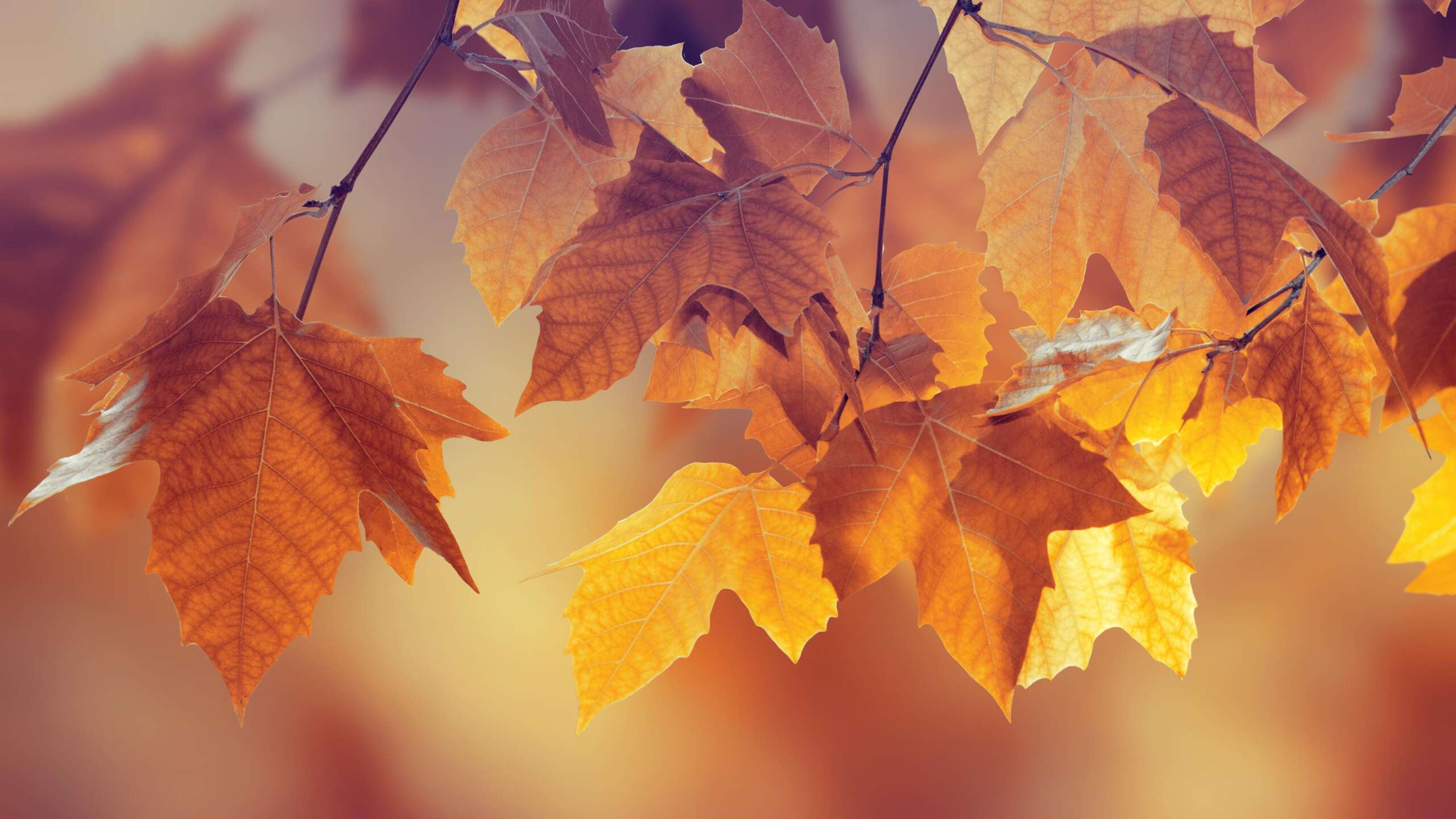 Percorso benessere "Foliage d'Autunno"